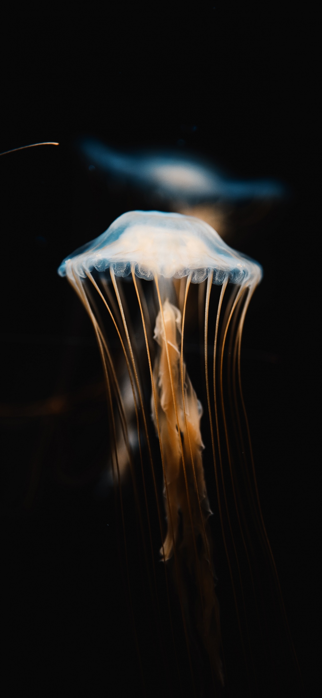 Обои Медуза, беспозвоночных, cnidaria, вода, биолюминесценция в разрешении 1125x2436