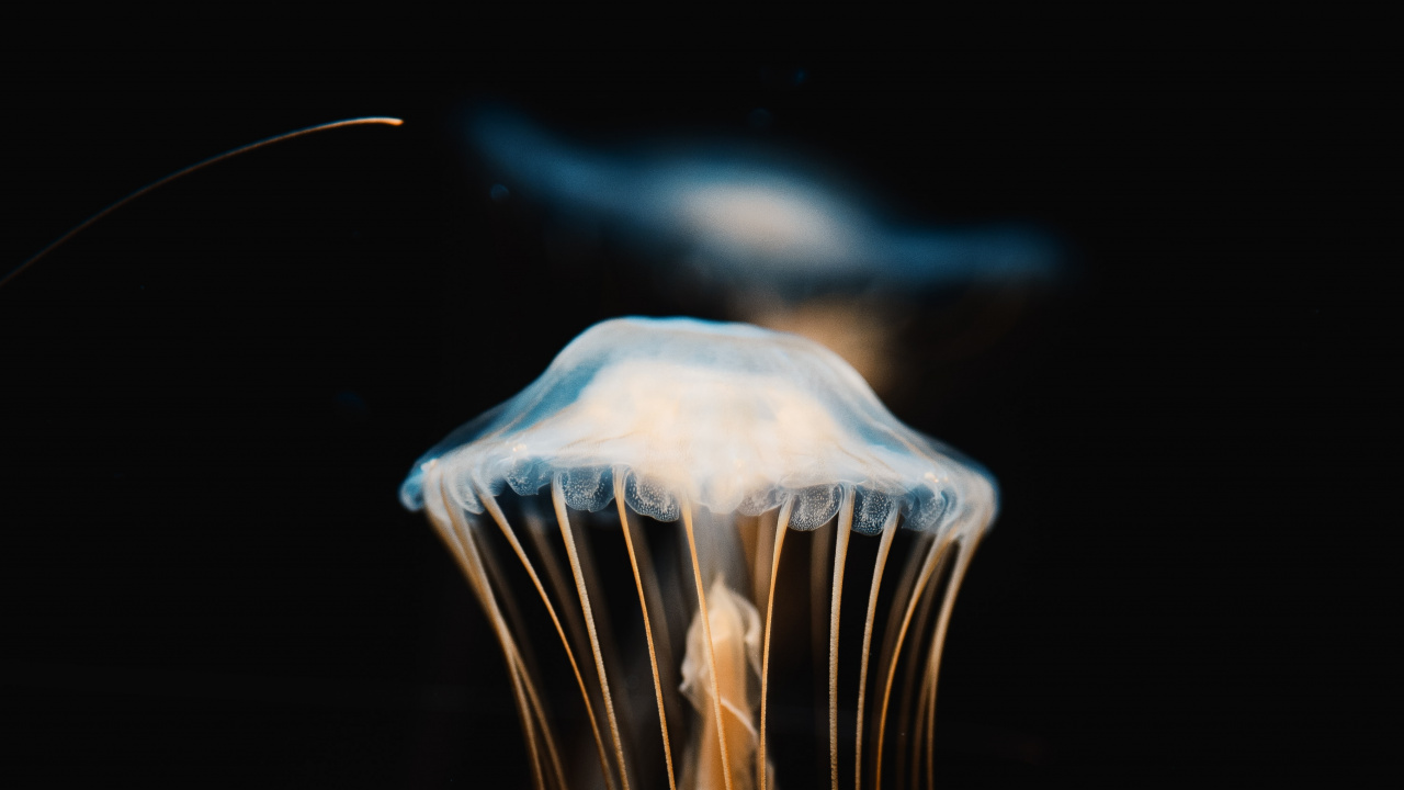 Обои Медуза, беспозвоночных, cnidaria, вода, биолюминесценция в разрешении 1280x720