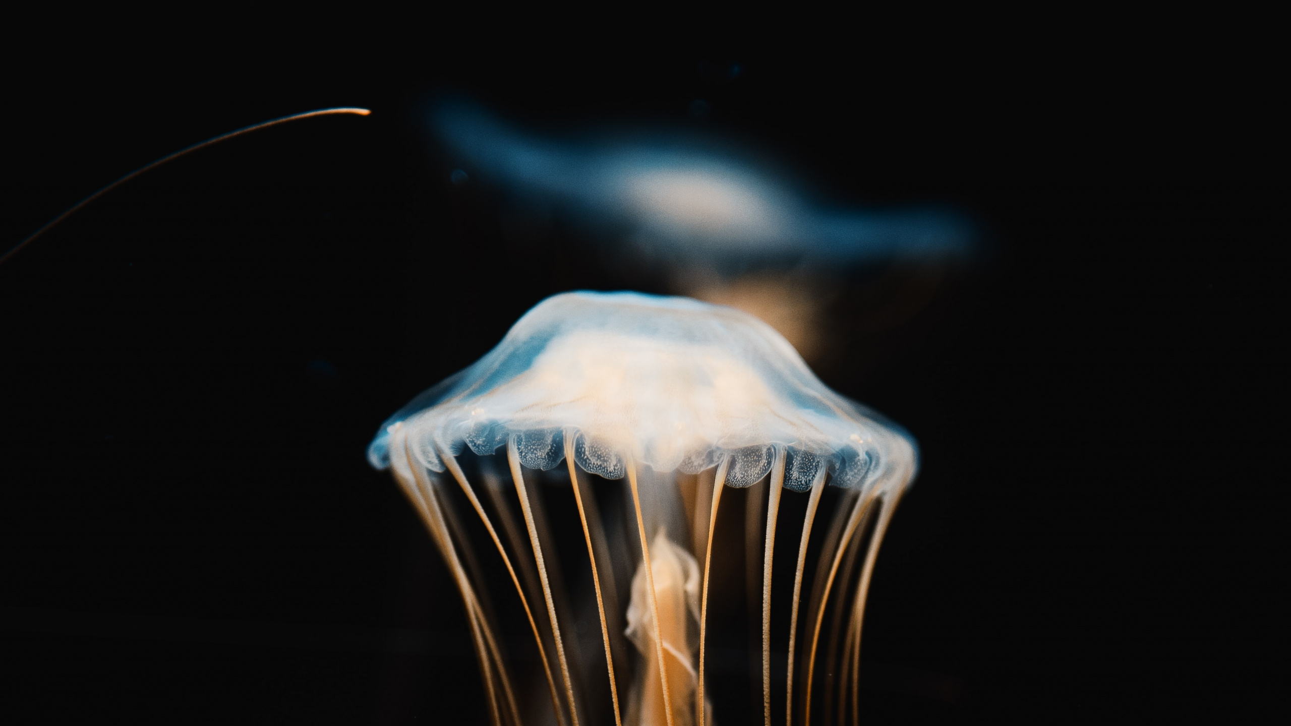 Обои Медуза, беспозвоночных, cnidaria, вода, биолюминесценция в разрешении 2560x1440