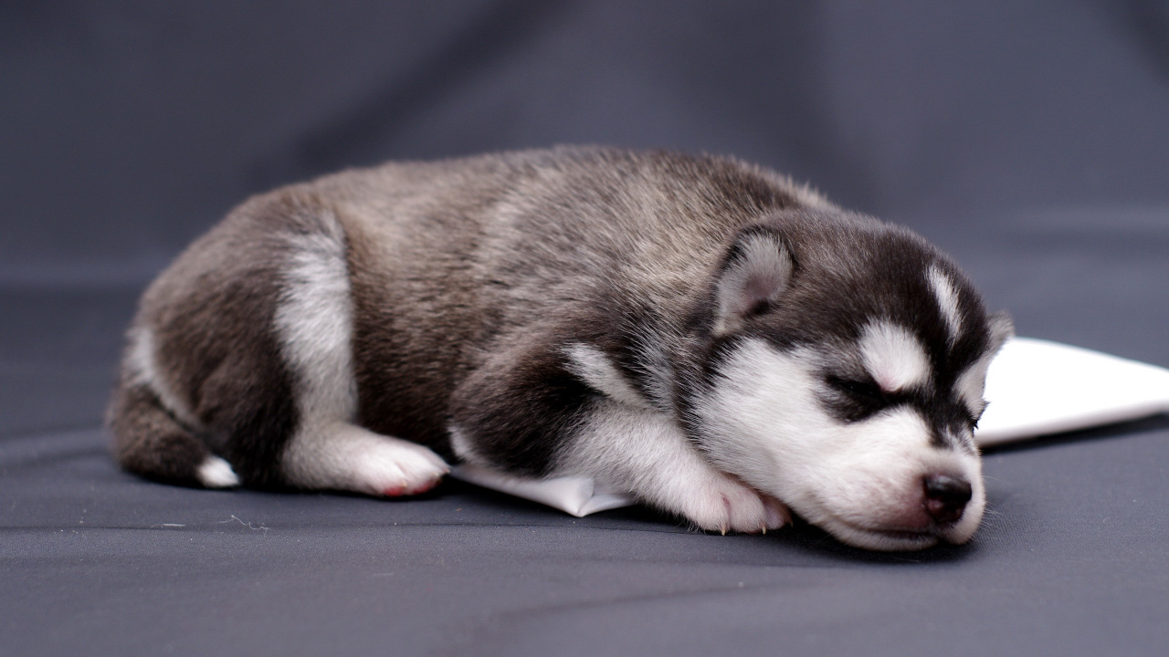Обои Себирская Хаски, аляскинский маламут, щенок, хаски, пес в разрешении 1280x720