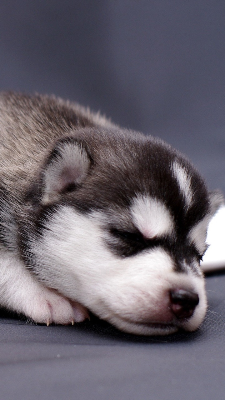 Обои Себирская Хаски, аляскинский маламут, щенок, хаски, пес в разрешении 720x1280