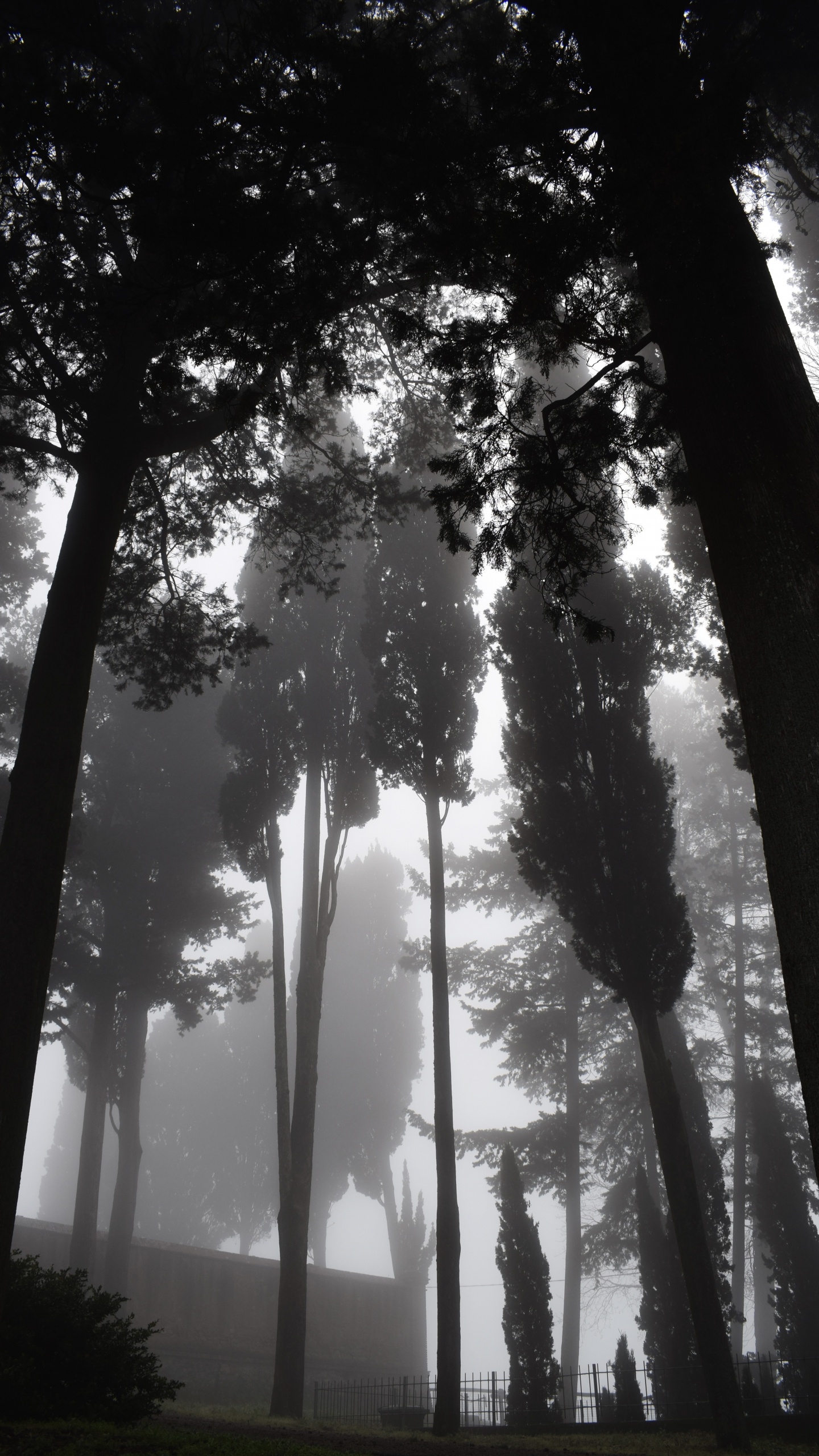 Обои природа, дерево, окружающая среда, лес, свет в разрешении 1440x2560