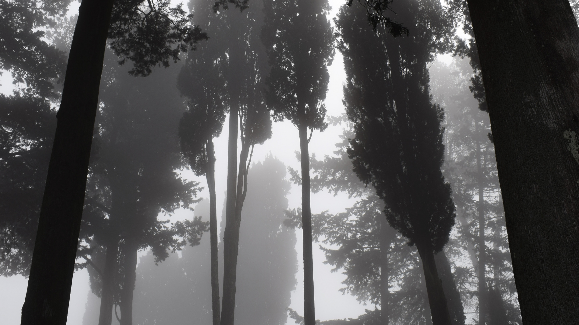 Обои природа, дерево, окружающая среда, лес, свет в разрешении 1920x1080