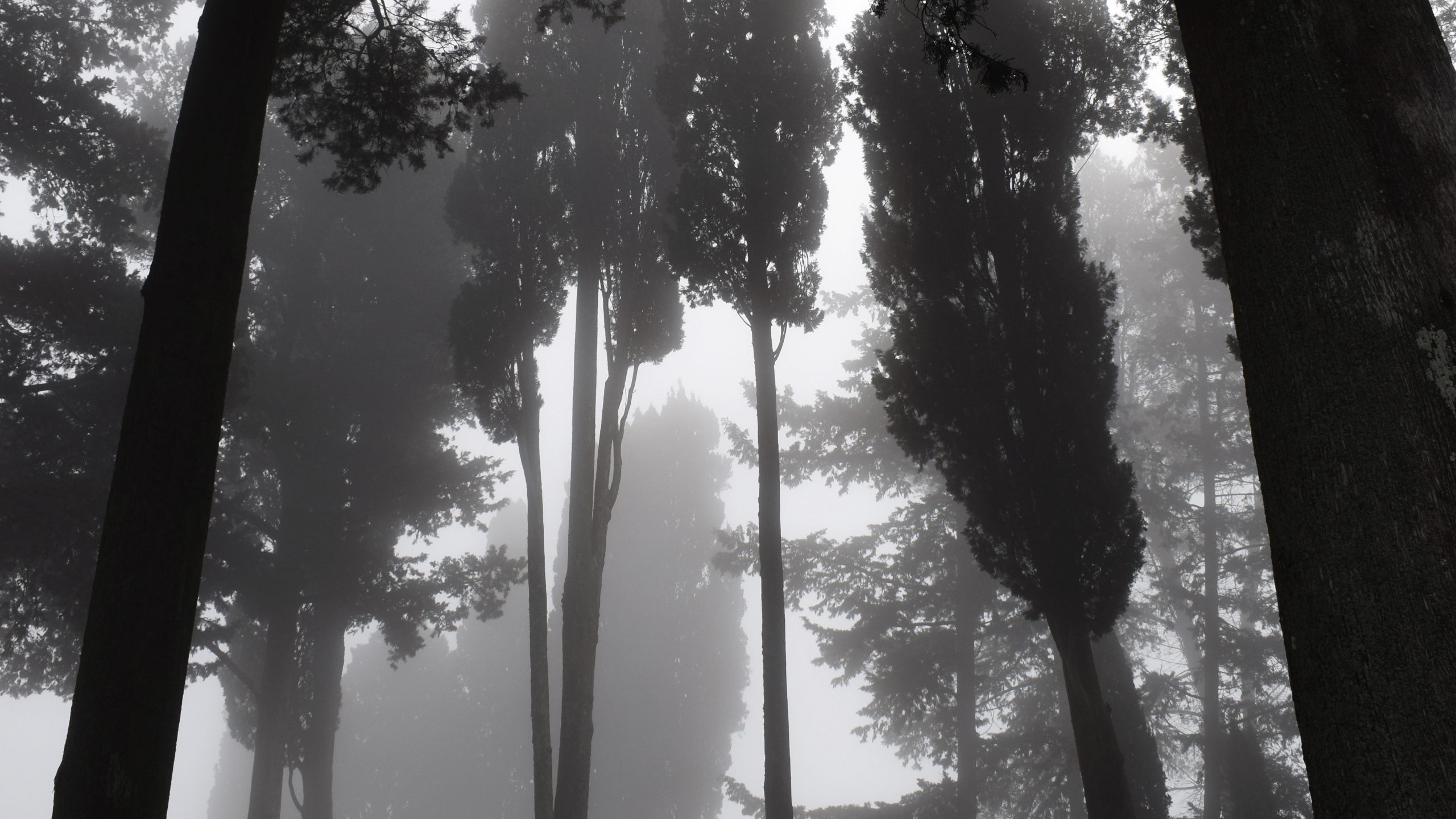 Обои природа, дерево, окружающая среда, лес, свет в разрешении 2560x1440