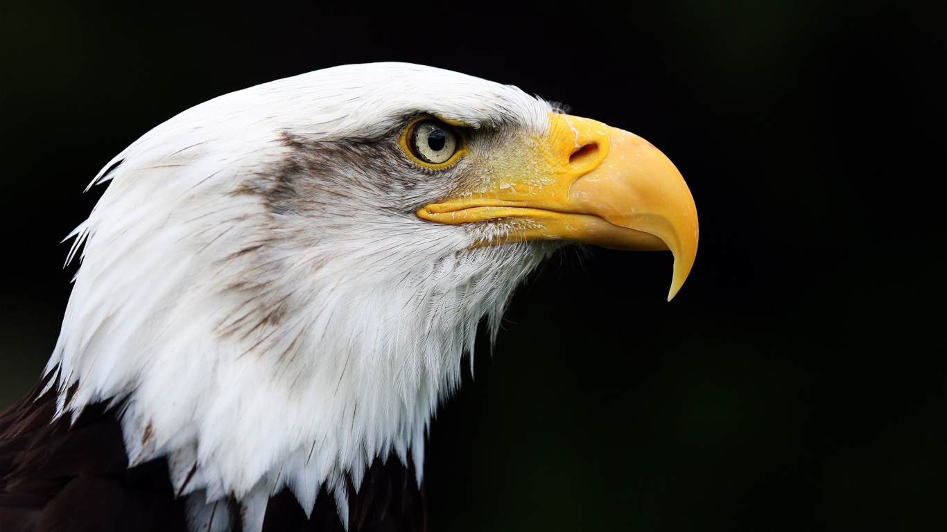 Обои белоголовый Орлан, птица, клюв, хищная птица, Орел в разрешении 1366x768