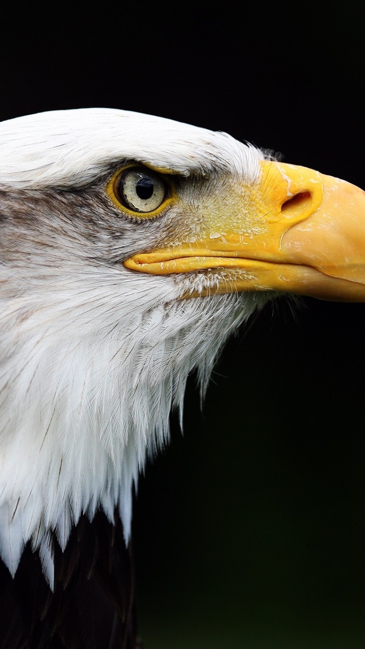 Обои белоголовый Орлан, птица, клюв, хищная птица, Орел в разрешении 720x1280