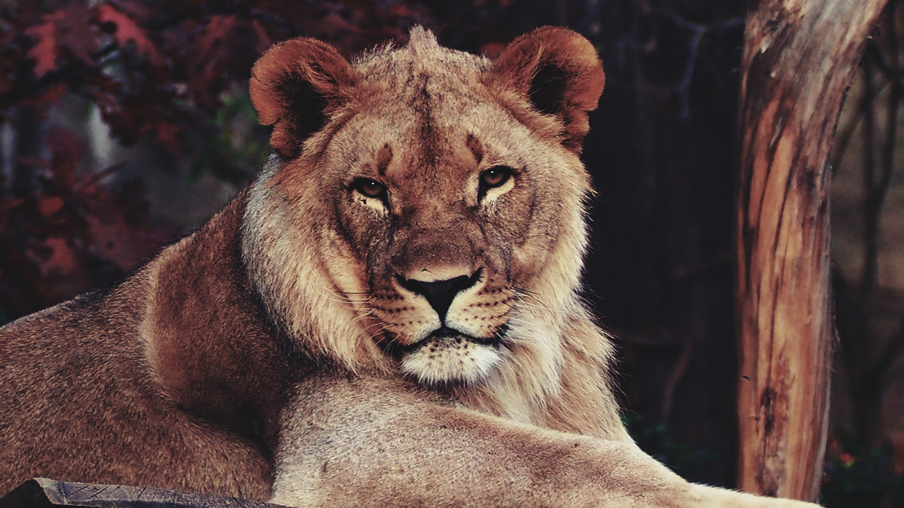 Обои Лев, тигр, зоопарк, Дартмурский зоопарк, берлинский зоологический сад в разрешении 1280x720