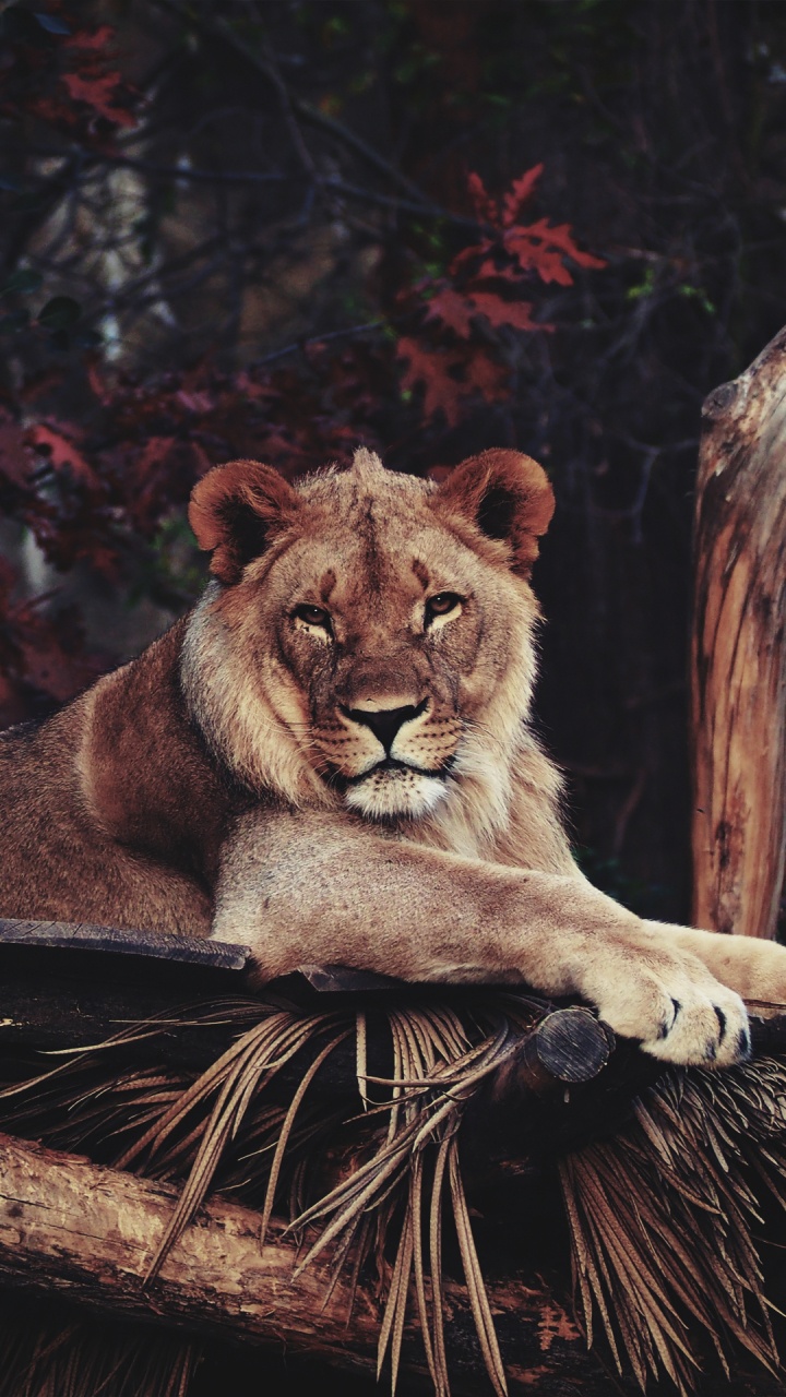 Обои Лев, тигр, зоопарк, Дартмурский зоопарк, берлинский зоологический сад в разрешении 720x1280