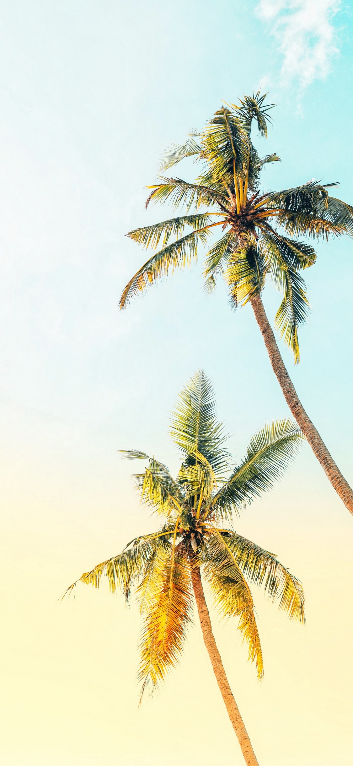 Обои светлая пальма, таблица, ладонь, дерево, стена в разрешении 1125x2436