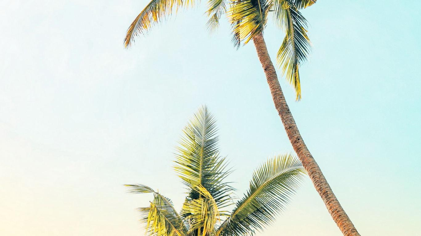 Обои светлая пальма, таблица, ладонь, дерево, стена в разрешении 1366x768