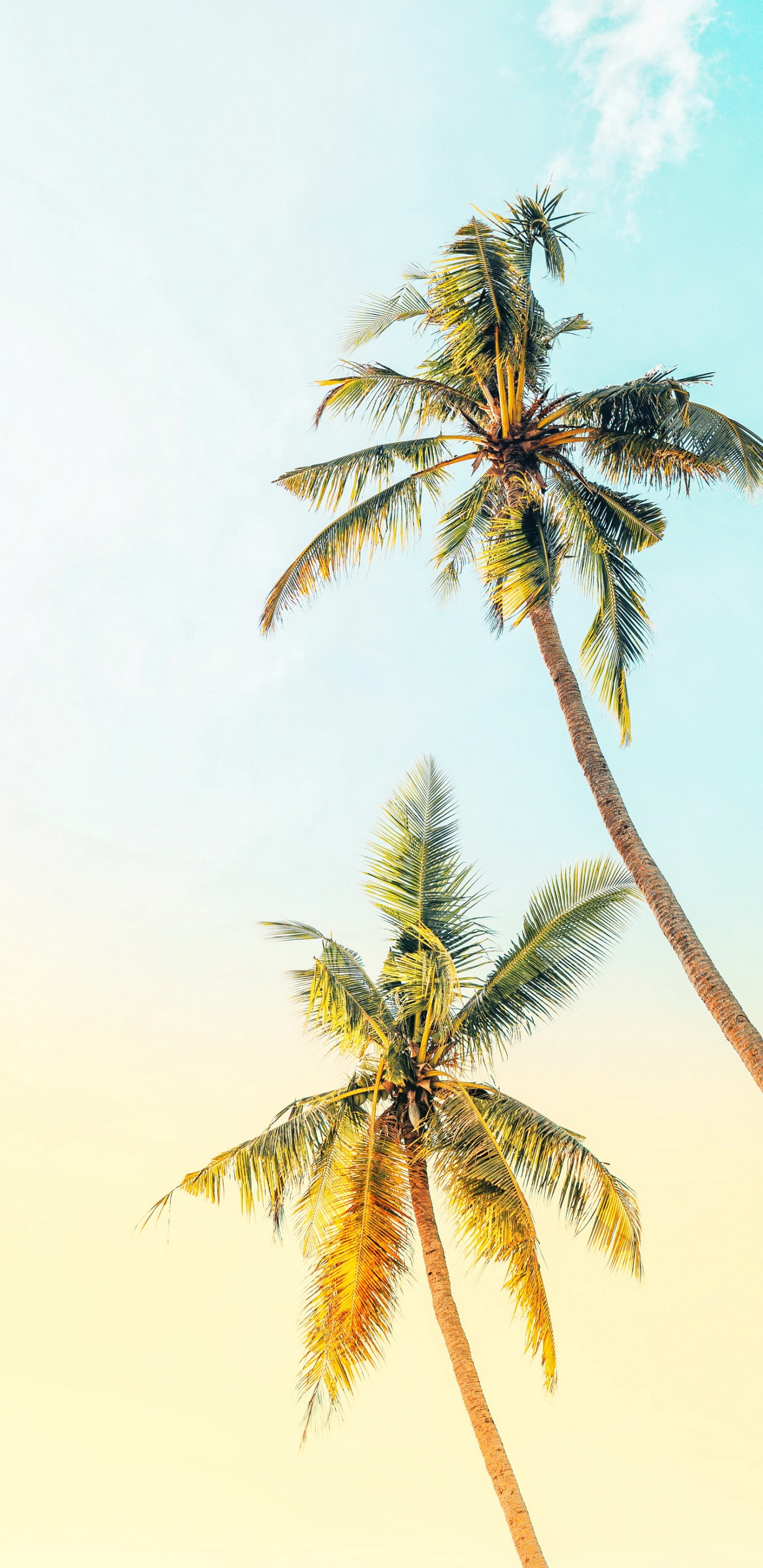 Обои светлая пальма, таблица, ладонь, дерево, стена в разрешении 1440x2960