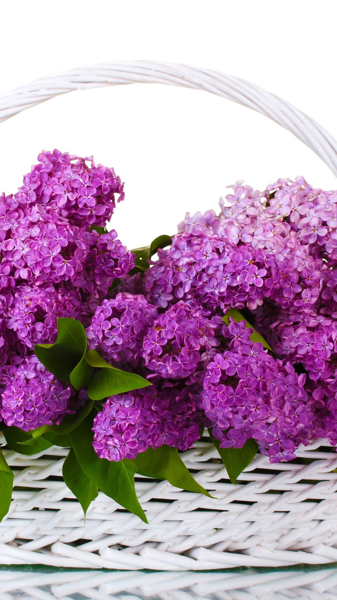 Обои цветковое растение, пурпур, растение, сирень, Фиолетовый в разрешении 1080x1920