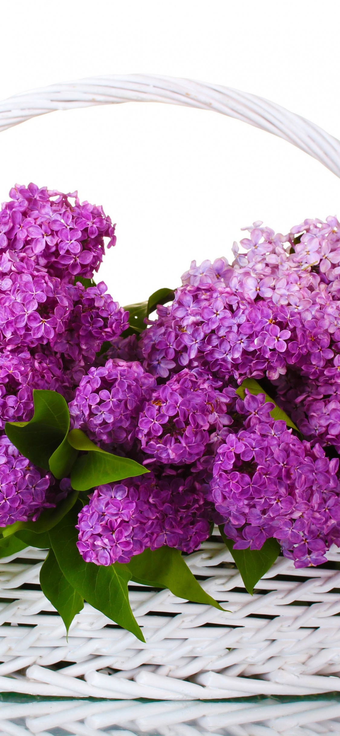 Обои цветковое растение, пурпур, растение, сирень, Фиолетовый в разрешении 1125x2436