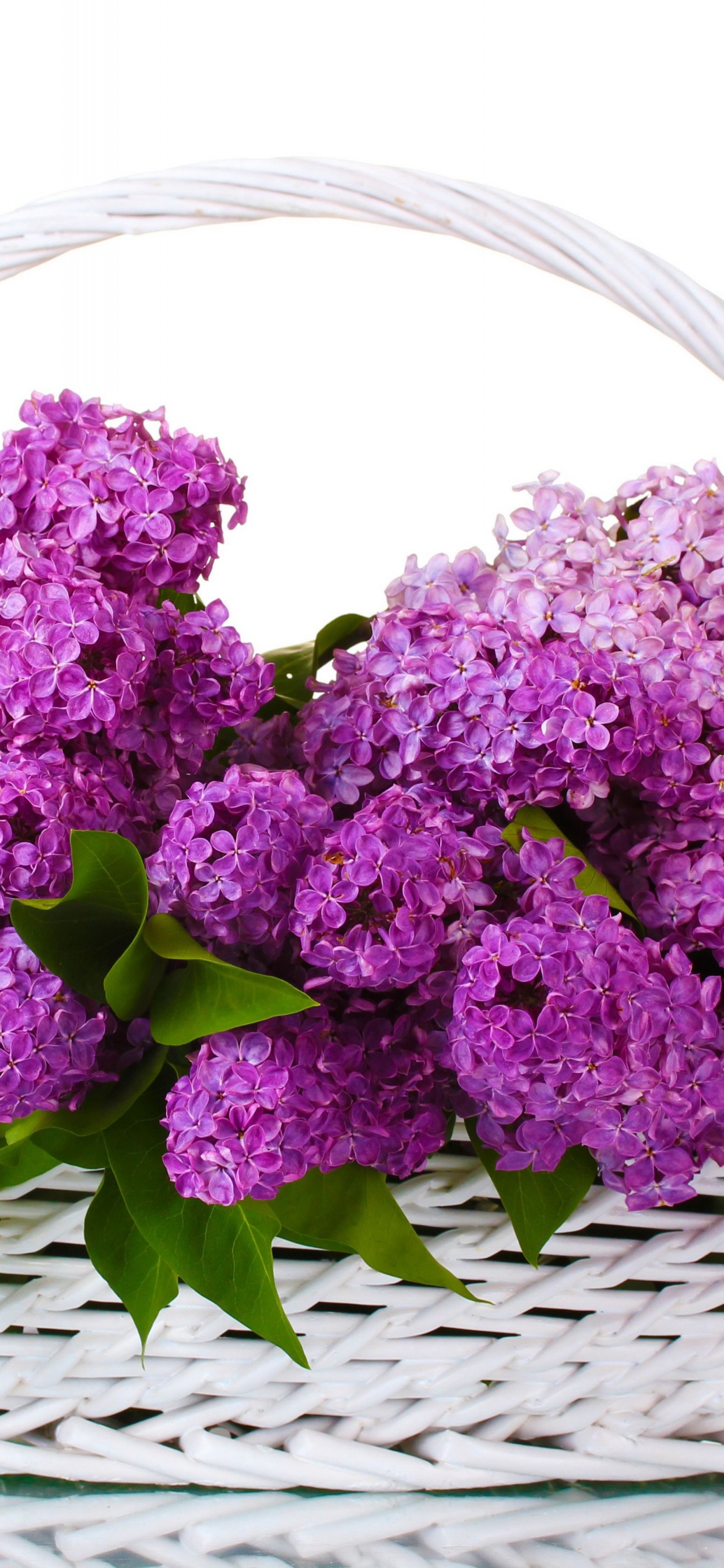 Обои цветковое растение, пурпур, растение, сирень, Фиолетовый в разрешении 1242x2688