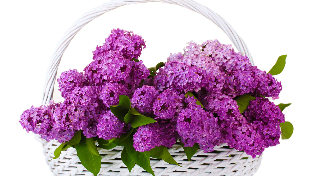 Обои цветковое растение, пурпур, растение, сирень, Фиолетовый в разрешении 1280x720