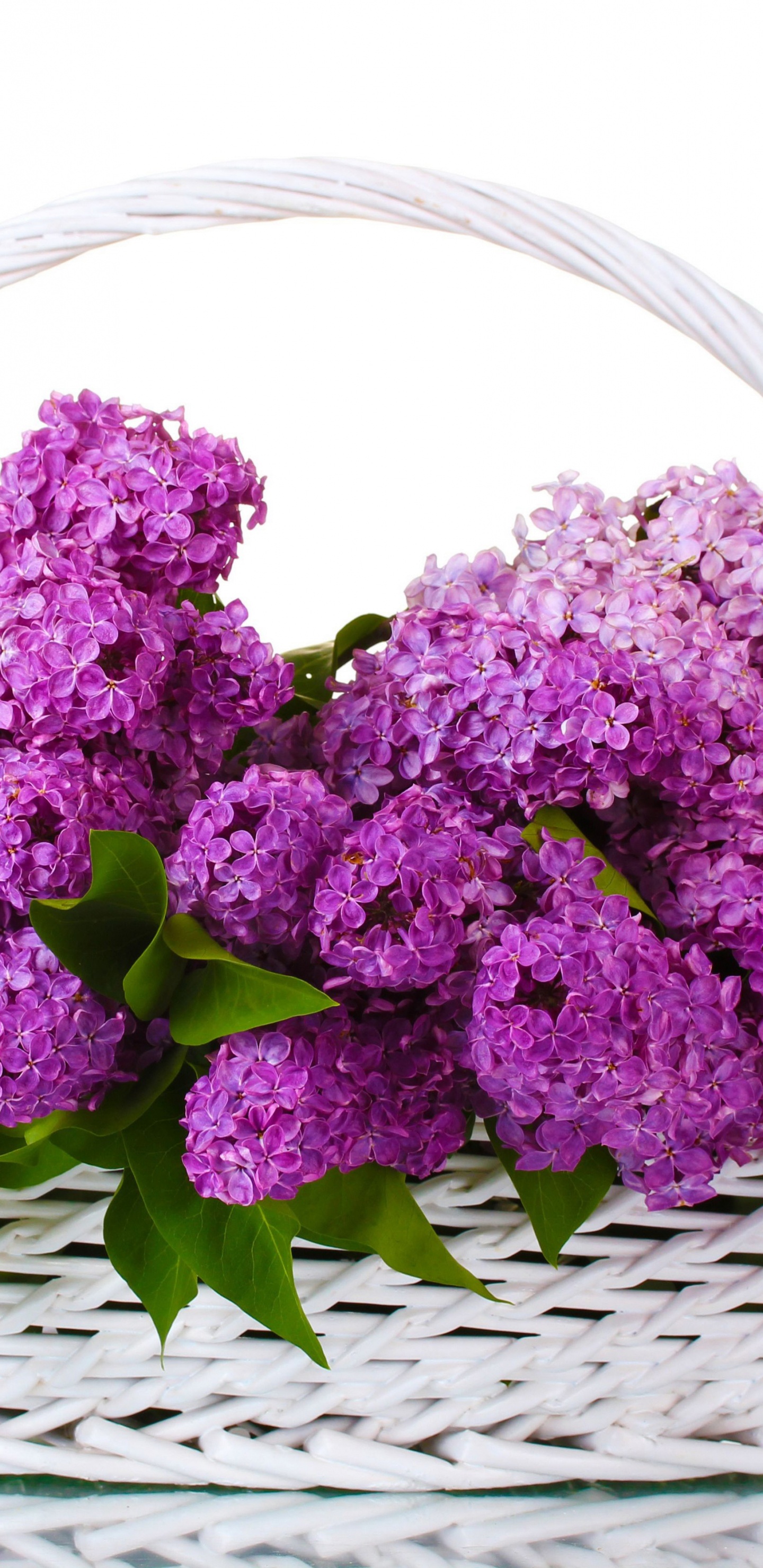 Обои цветковое растение, пурпур, растение, сирень, Фиолетовый в разрешении 1440x2960