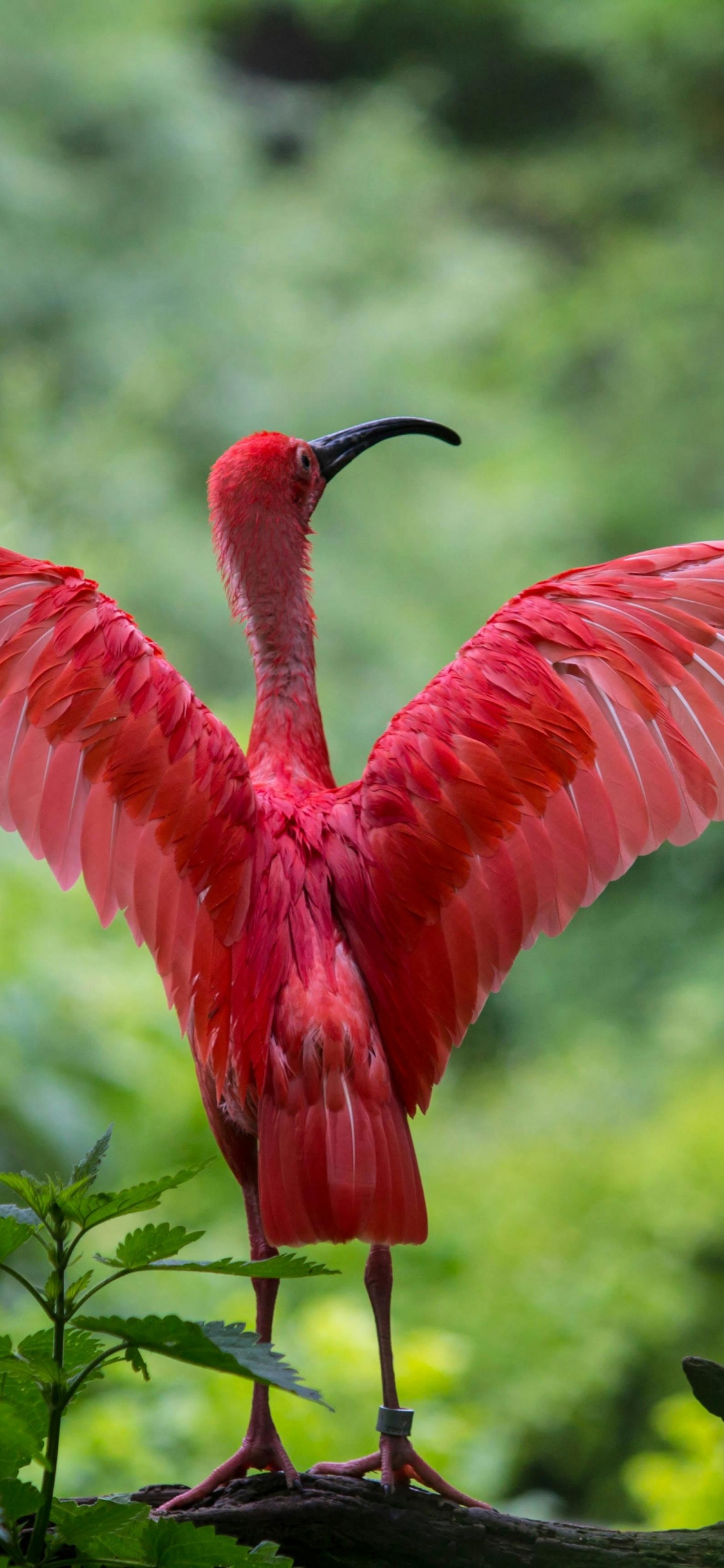 Обои фламинго расправляет крылья, Большой фламинго, Американский фламинго, чилийский фламинго, ибис в разрешении 1125x2436