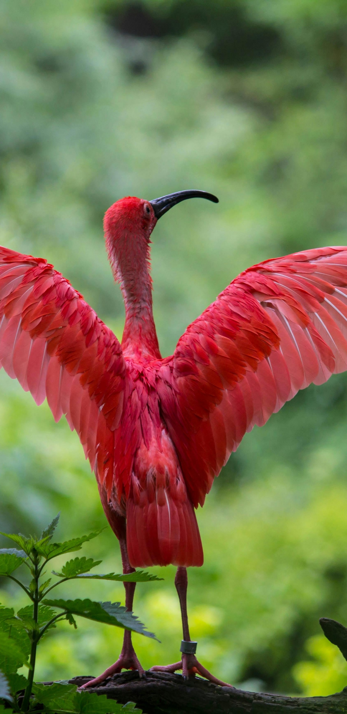 Обои фламинго расправляет крылья, Большой фламинго, Американский фламинго, чилийский фламинго, ибис в разрешении 1440x2960