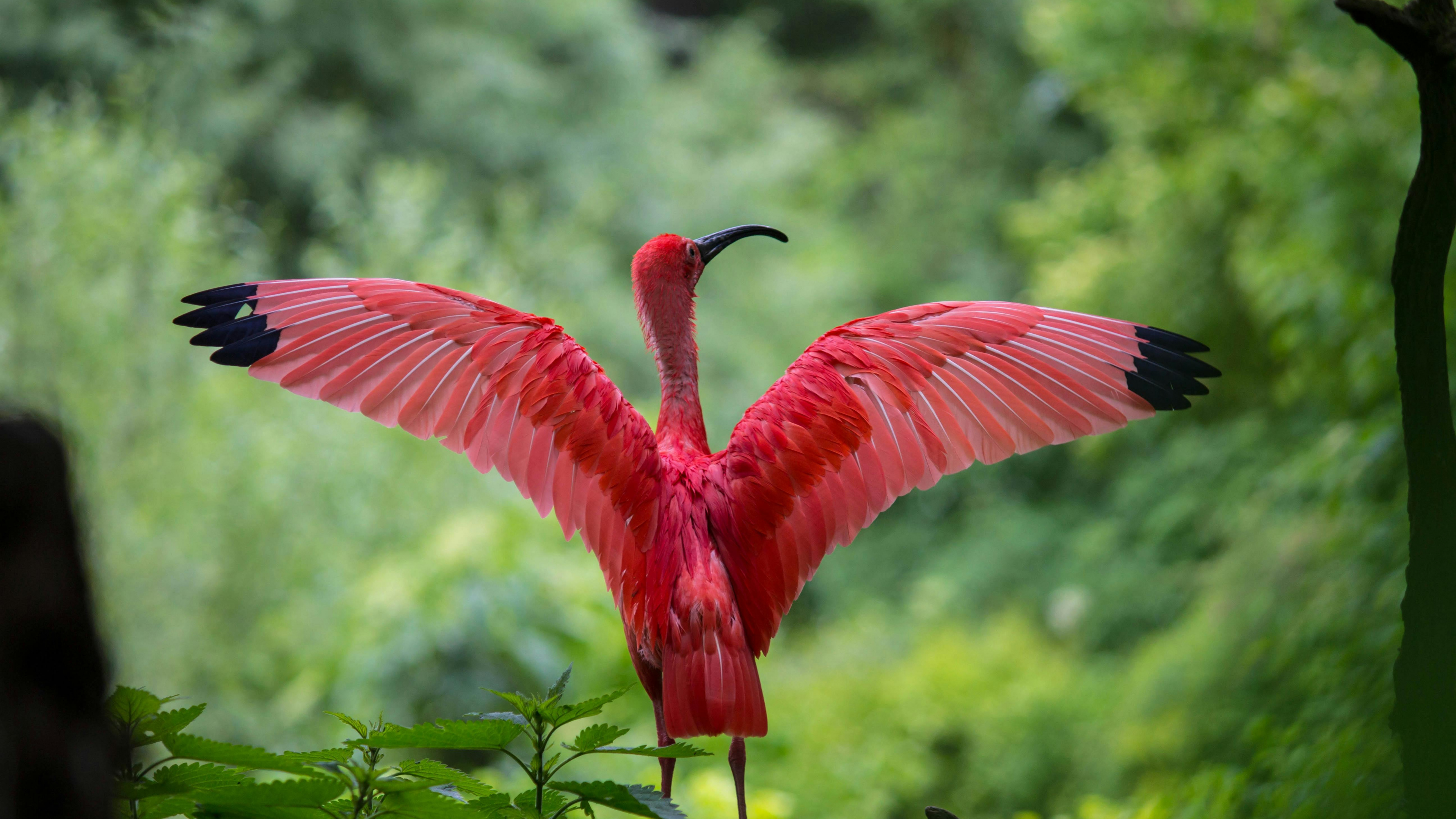 Обои фламинго расправляет крылья, Большой фламинго, Американский фламинго, чилийский фламинго, ибис в разрешении 3840x2160