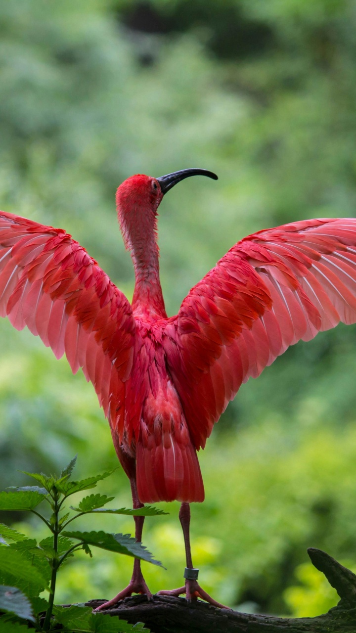 Обои фламинго расправляет крылья, Большой фламинго, Американский фламинго, чилийский фламинго, ибис в разрешении 720x1280