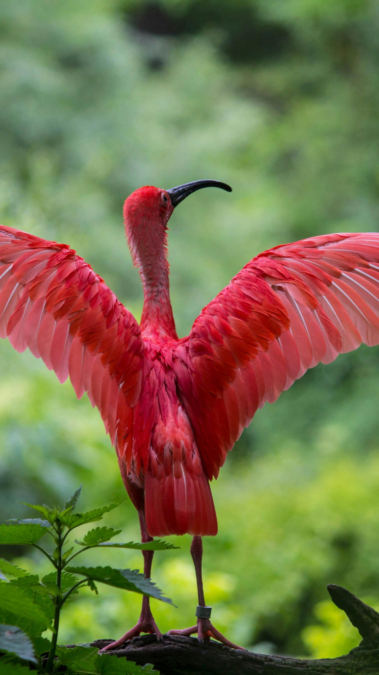 Обои фламинго расправляет крылья, Большой фламинго, Американский фламинго, чилийский фламинго, ибис в разрешении 750x1334