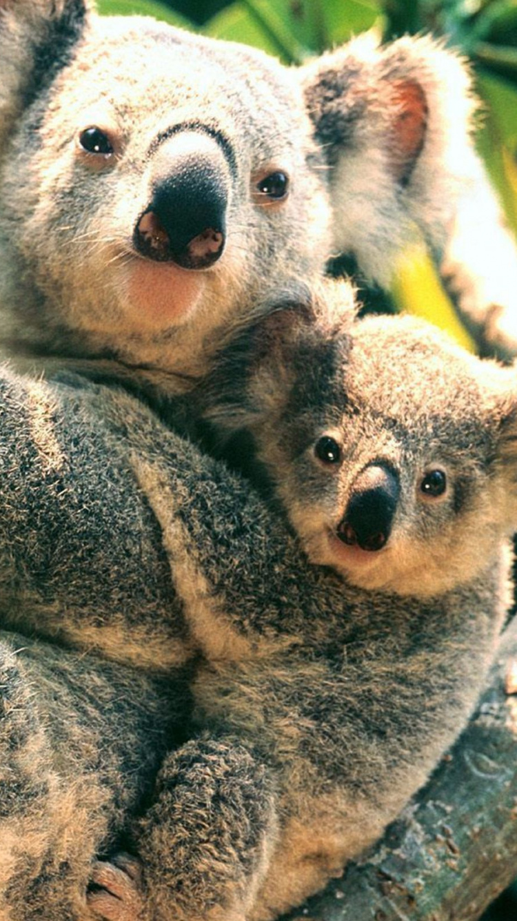 Обои Коала, наземные животные, живая природа, морда, сумчатое животное в разрешении 750x1334