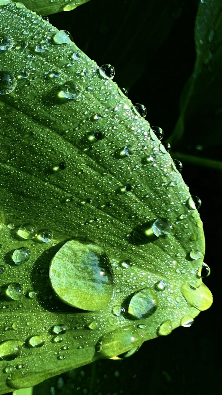 Обои падение, лист, биология, наука, вода в разрешении 750x1334