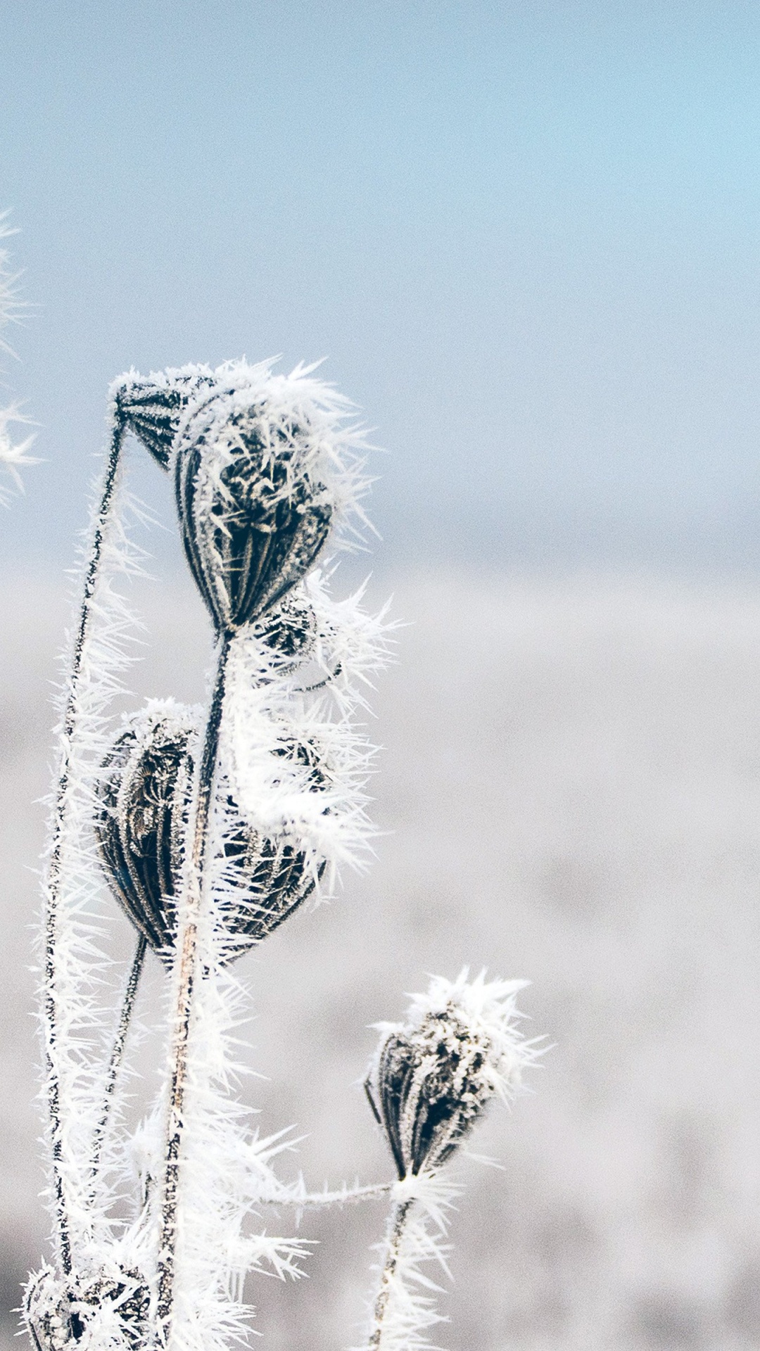 Обои цветок, зима, простуда, растение, экорегион в разрешении 1080x1920