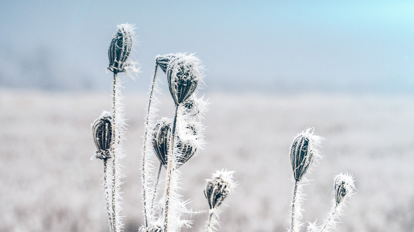 Обои цветок, зима, простуда, растение, экорегион в разрешении 1366x768