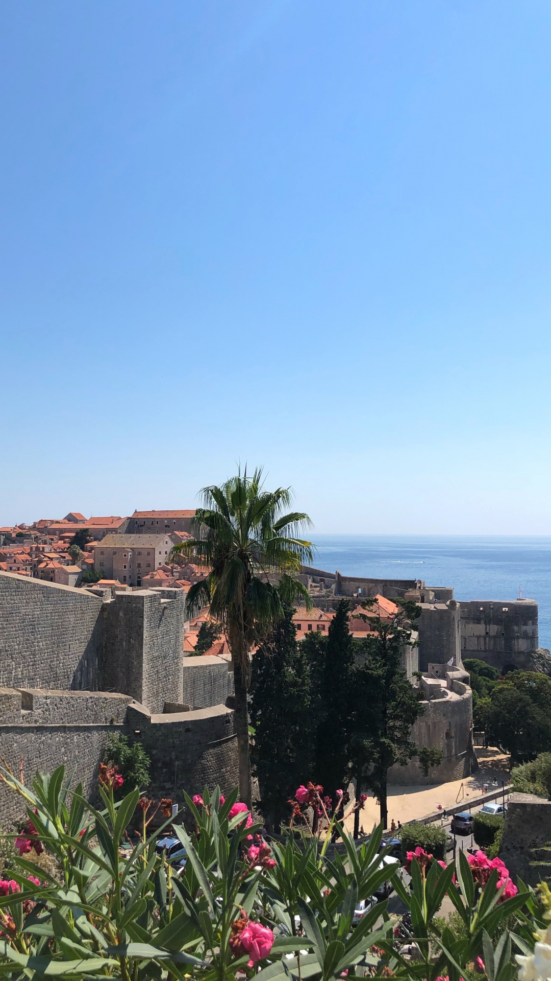 Обои пальмовые рощи, цветок, цветковое растение, сад, Пальма в разрешении 1080x1920