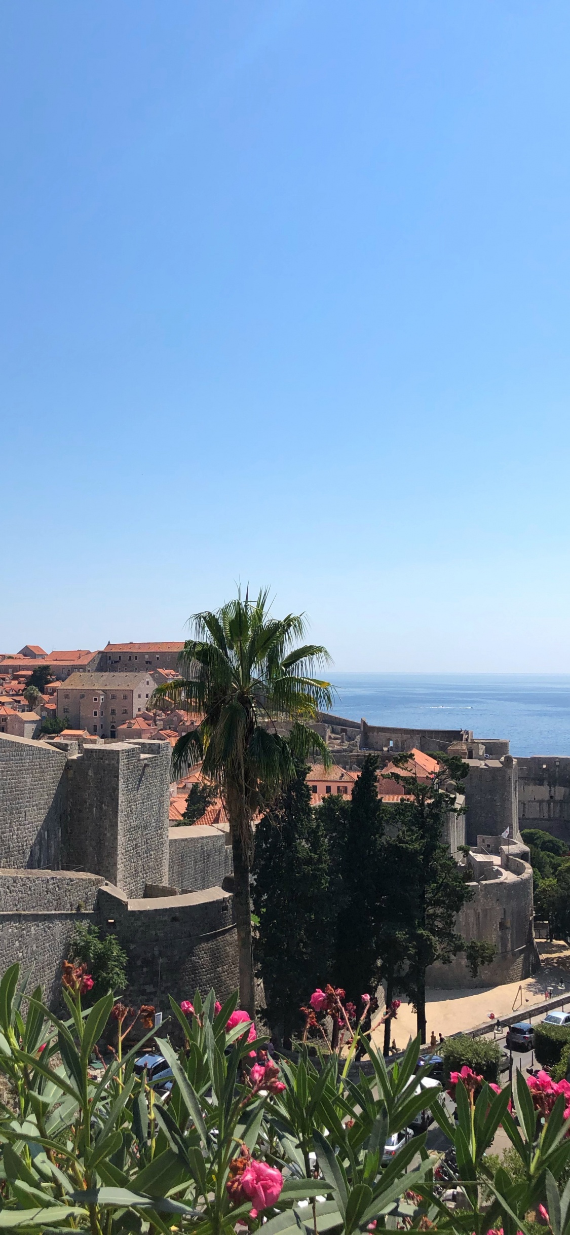 Обои пальмовые рощи, цветок, цветковое растение, сад, Пальма в разрешении 1125x2436