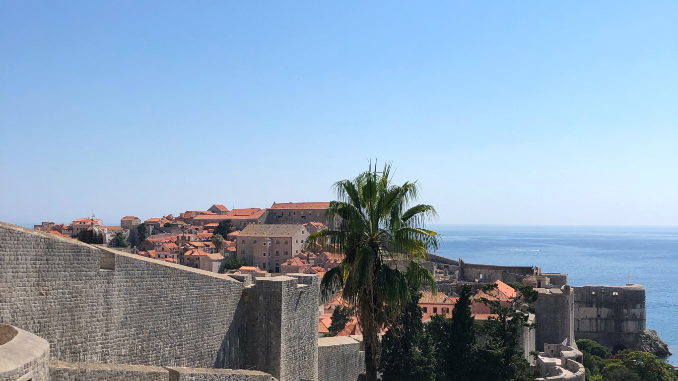 Обои пальмовые рощи, цветок, цветковое растение, сад, Пальма в разрешении 1366x768