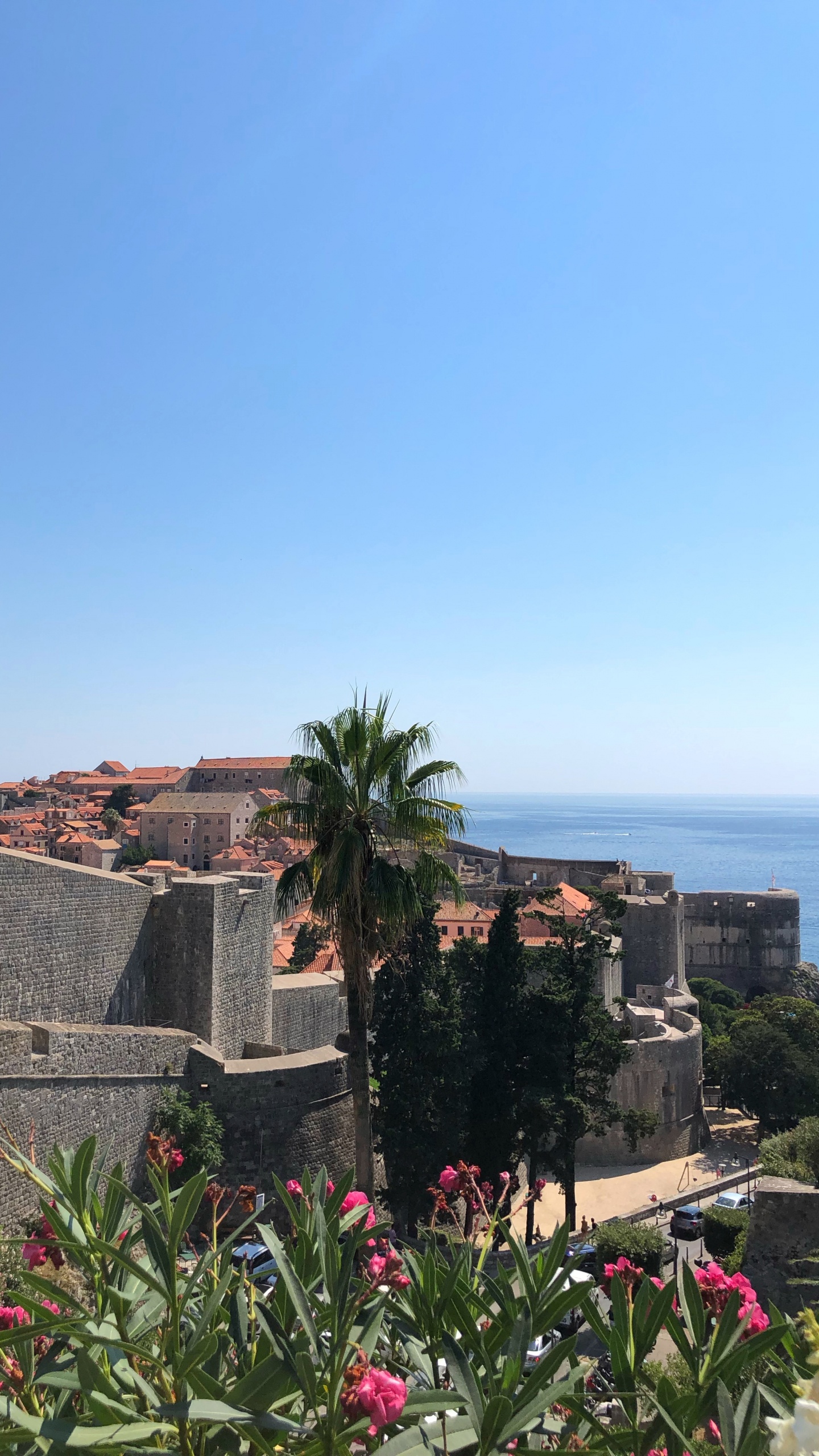 Обои пальмовые рощи, цветок, цветковое растение, сад, Пальма в разрешении 1440x2560