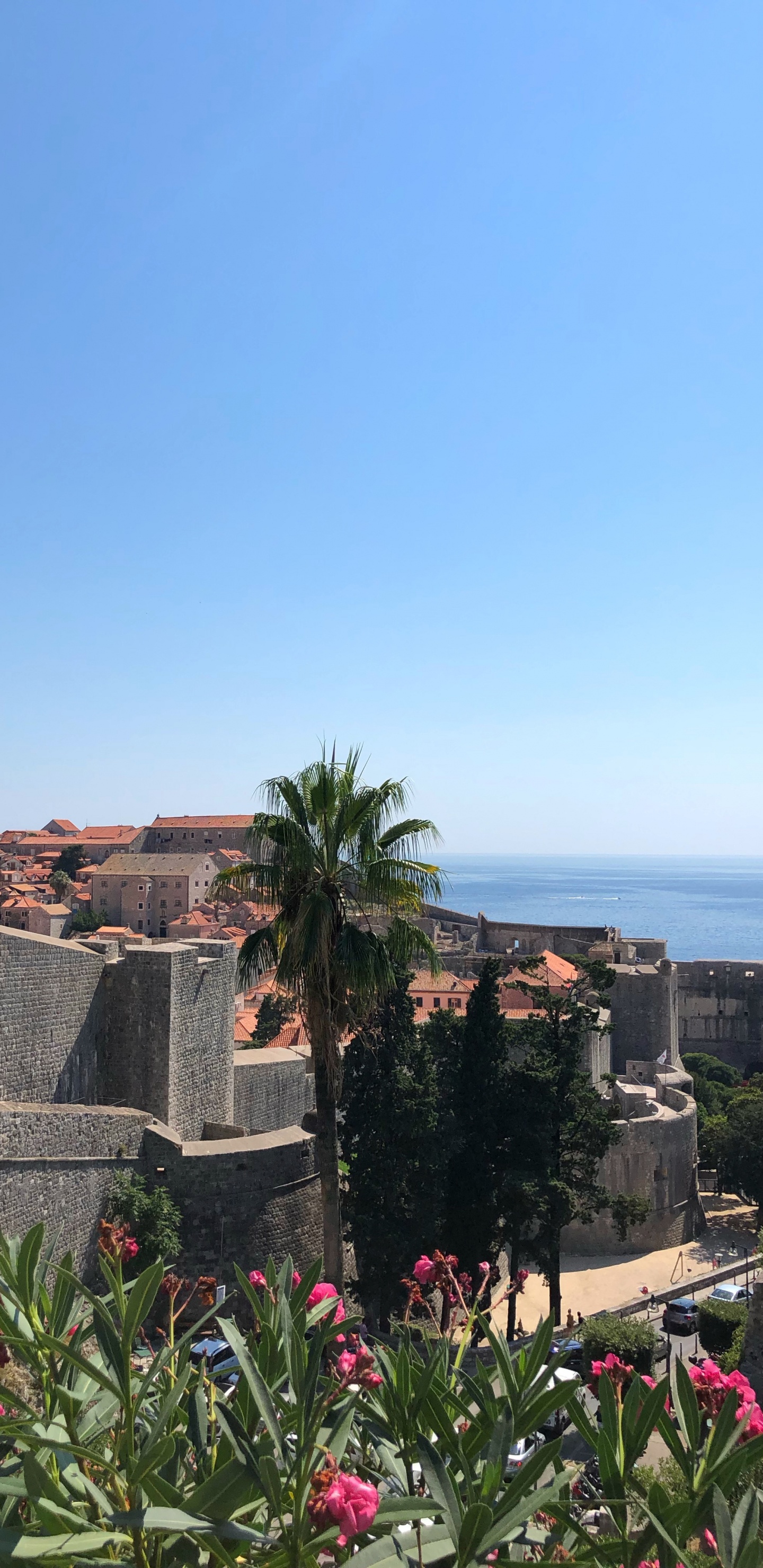 Обои пальмовые рощи, цветок, цветковое растение, сад, Пальма в разрешении 1440x2960