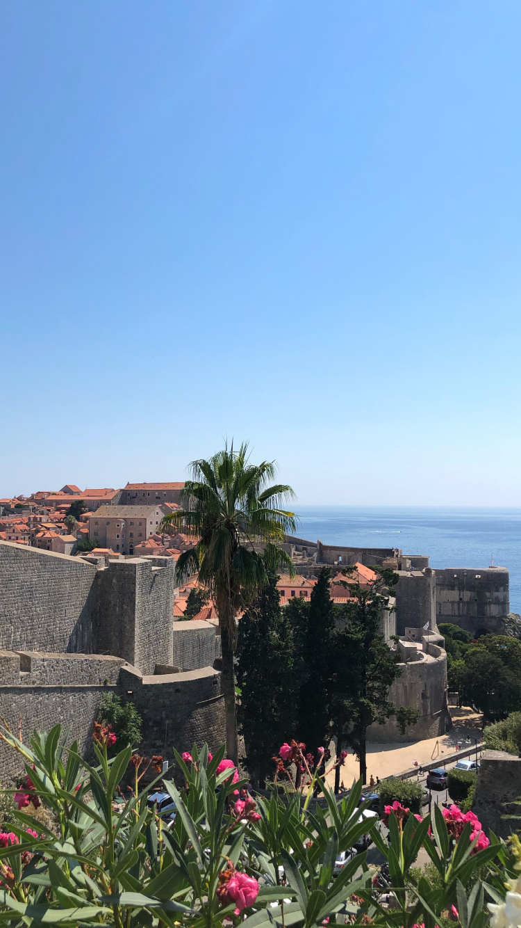 Обои пальмовые рощи, цветок, цветковое растение, сад, Пальма в разрешении 750x1334