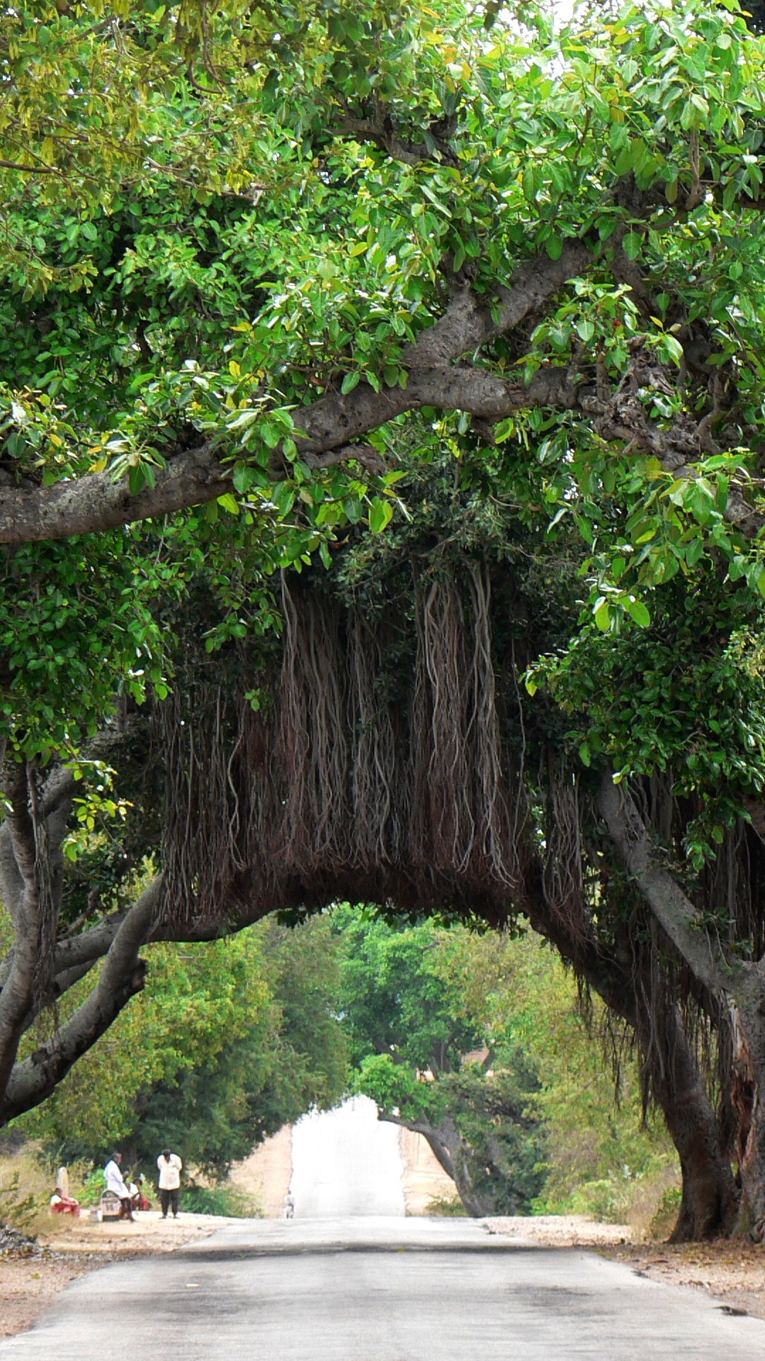 Обои баньян, дерево, древесные растения, ветвь, растительность в разрешении 1080x1920