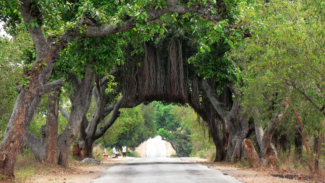 Обои баньян, дерево, древесные растения, ветвь, растительность в разрешении 1366x768