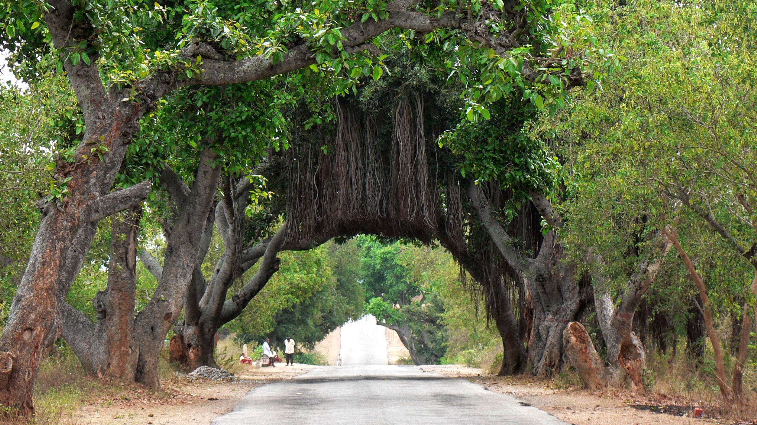 Обои баньян, дерево, древесные растения, ветвь, растительность в разрешении 2560x1440