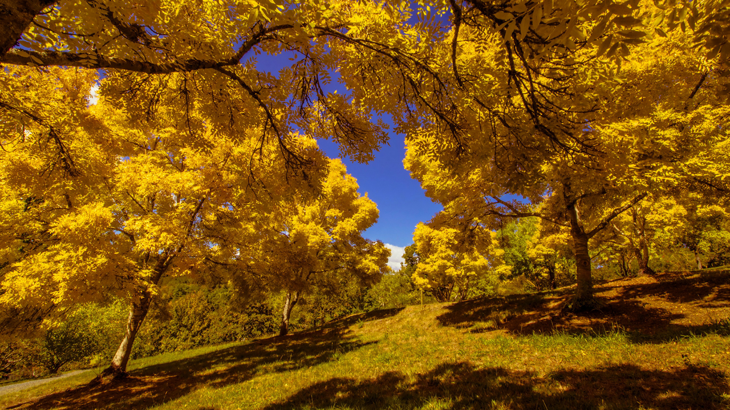 Обои природа, дерево, желтый, древесные растения, экосистема в разрешении 2560x1440