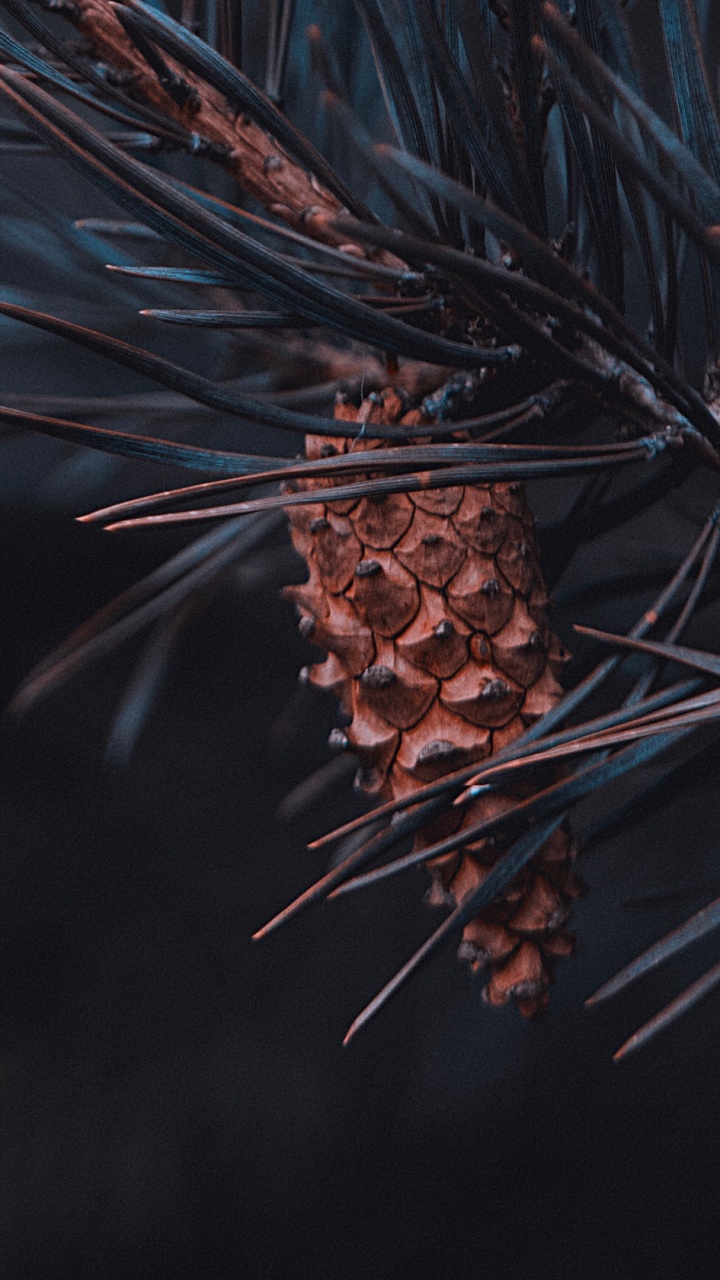 Обои природа, хвойные конуса, прут, сосна, ветвь в разрешении 720x1280