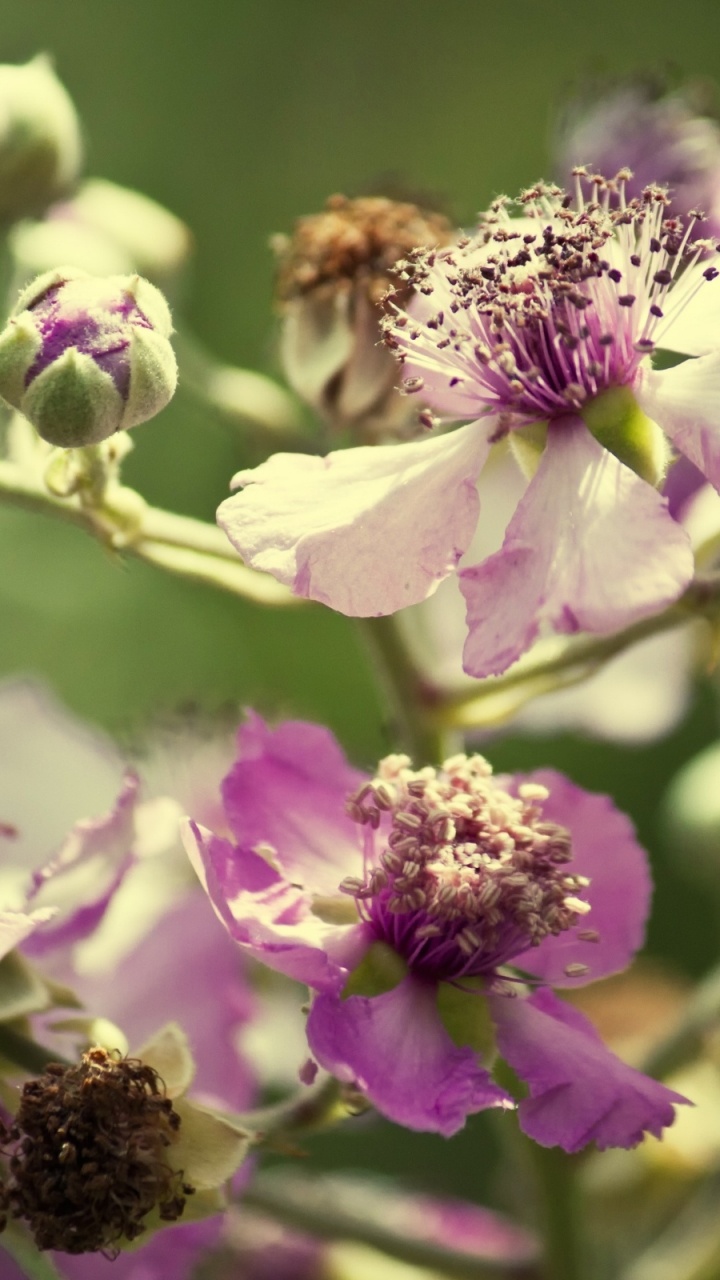 Обои лепесток, весна, пыльца, опылитель, Флора в разрешении 720x1280