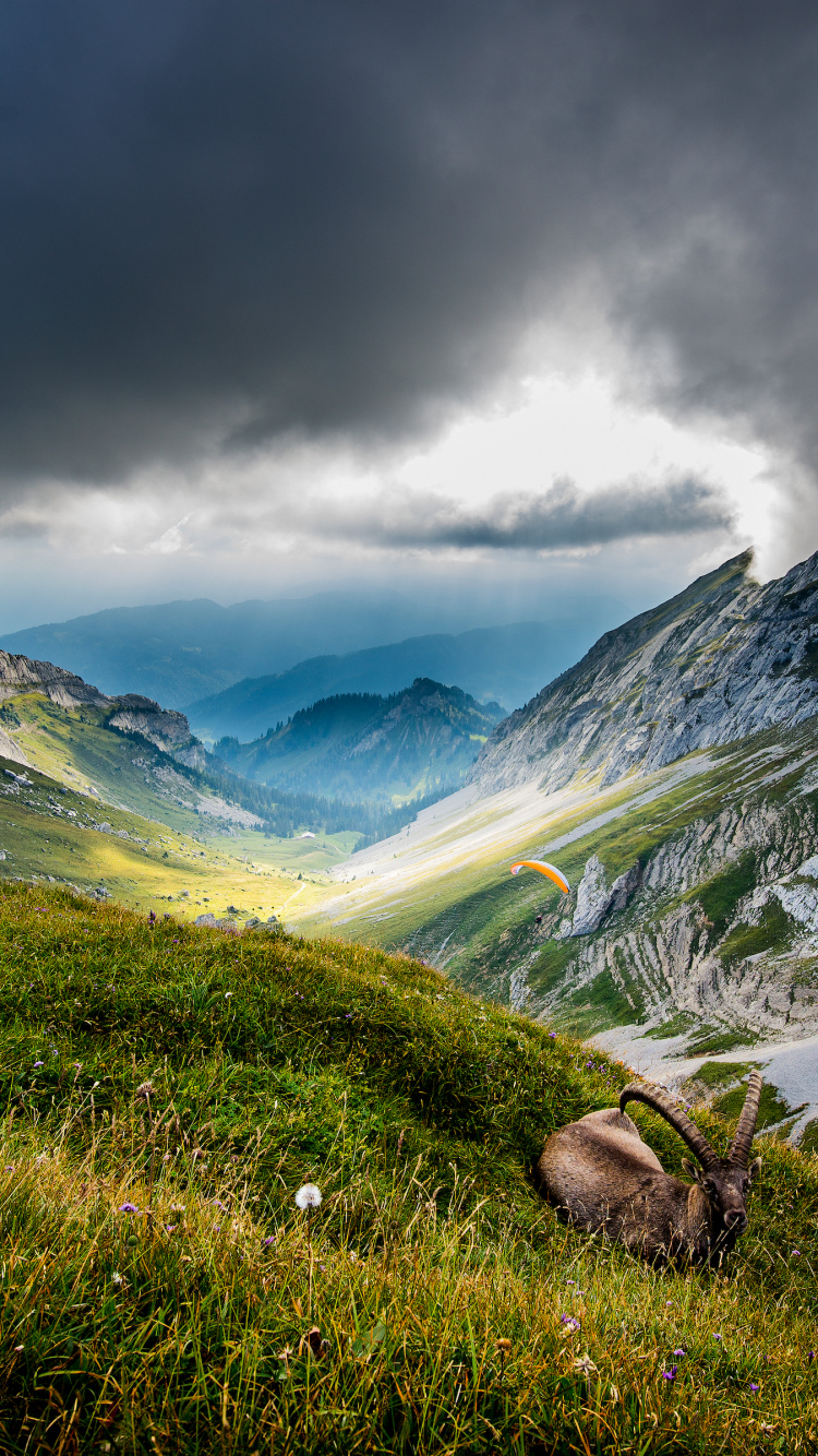 Обои Гора Пилатус, швейцарские Альпы, люцерна, озеро Люцерн, гора в разрешении 750x1334