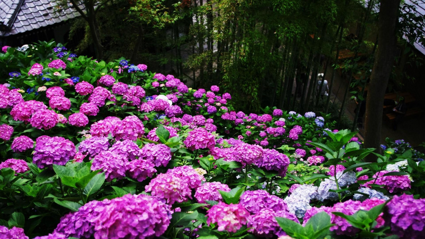 Обои французская Гортензия, сад, цветковое растение, растение, hydrangeaceae в разрешении 1366x768