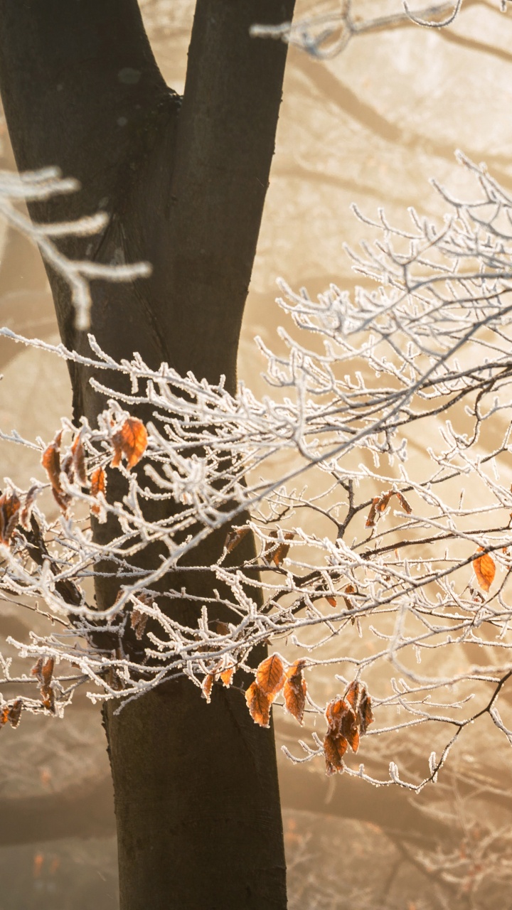 Обои лист, осень, ветвь, дерево, прут в разрешении 720x1280