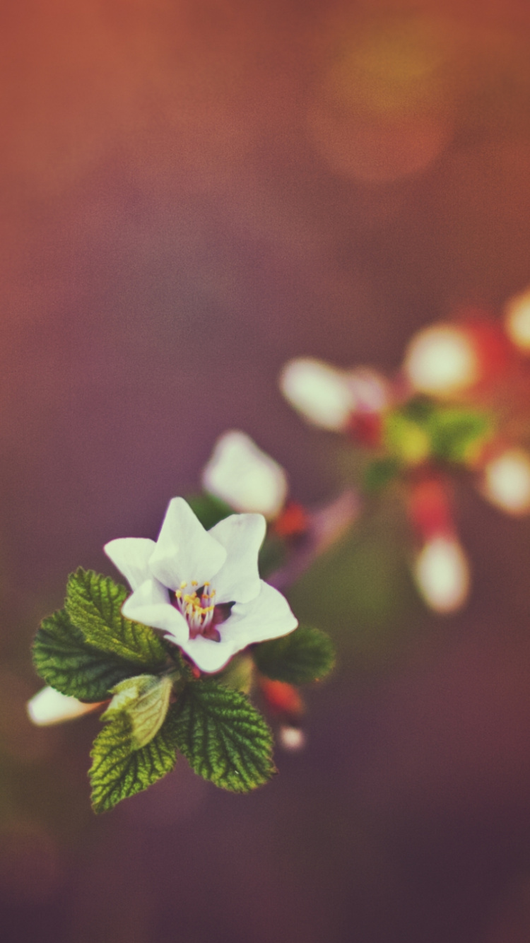 Обои боке, природа, лепесток, весна, свет в разрешении 750x1334