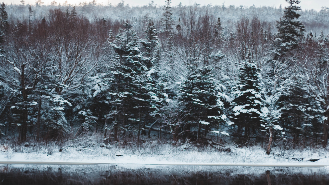 Обои замораживание, природный ландшафт, водоем, пихта, снег в разрешении 1366x768