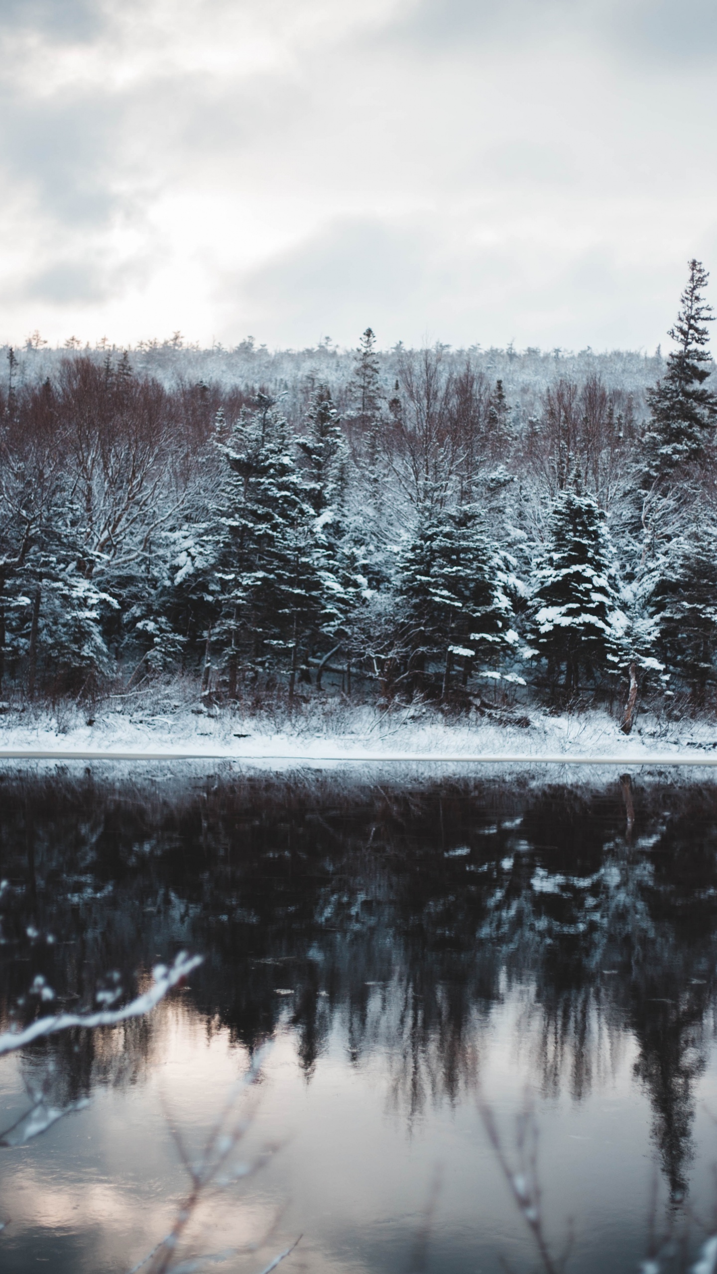 Обои замораживание, природный ландшафт, водоем, пихта, снег в разрешении 1440x2560