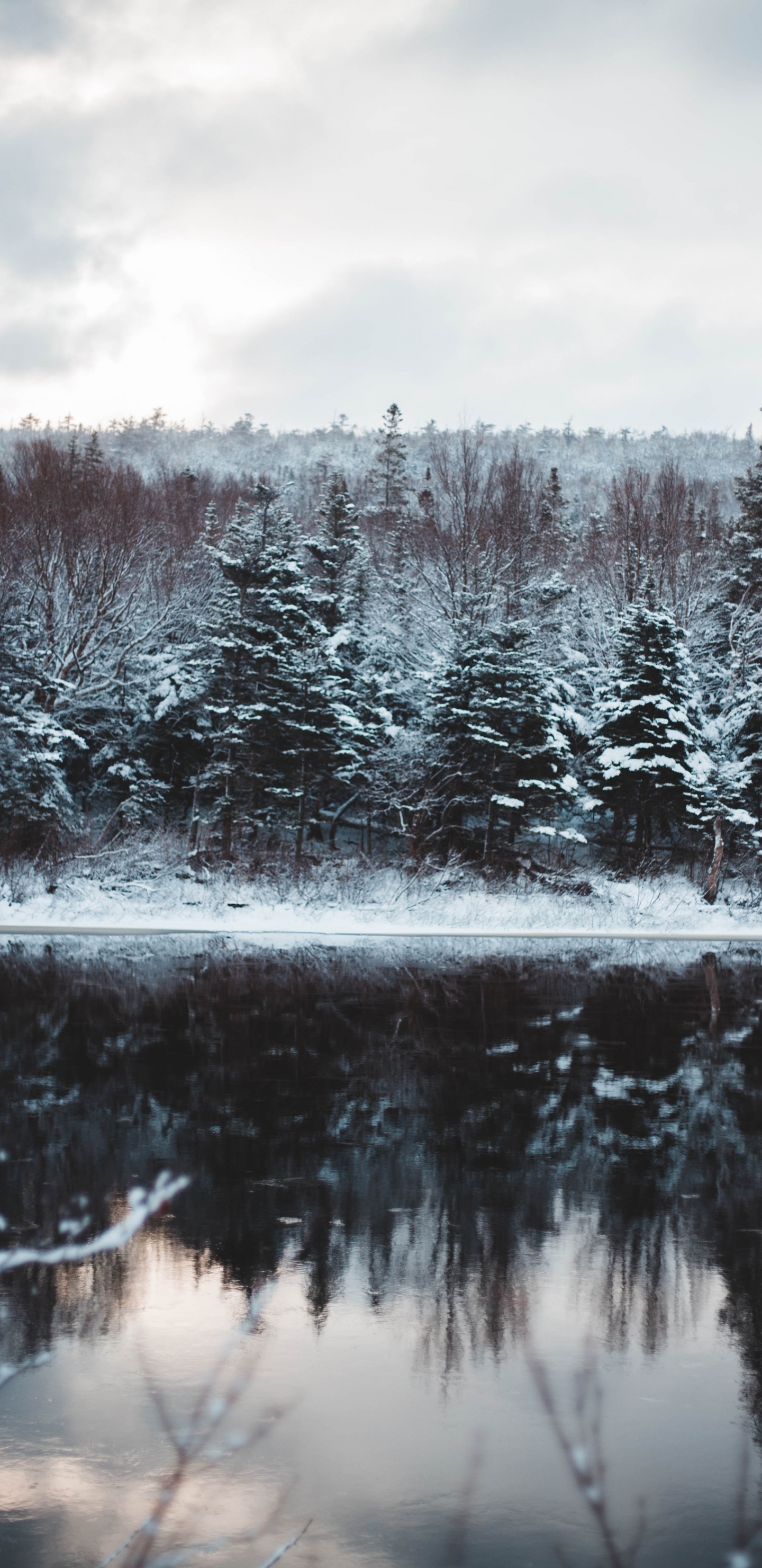 Обои замораживание, природный ландшафт, водоем, пихта, снег в разрешении 1440x2960