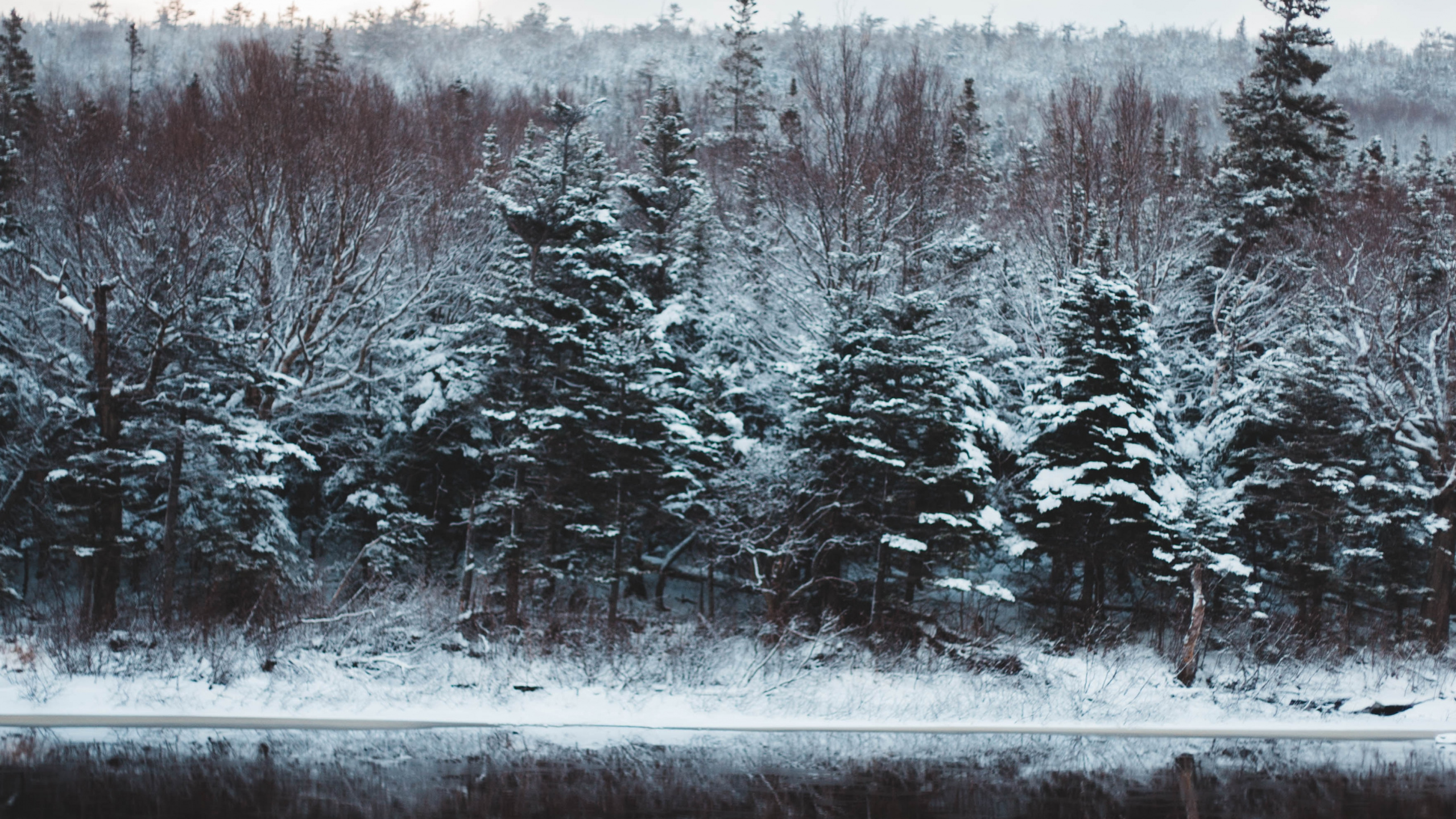 Обои замораживание, природный ландшафт, водоем, пихта, снег в разрешении 2560x1440
