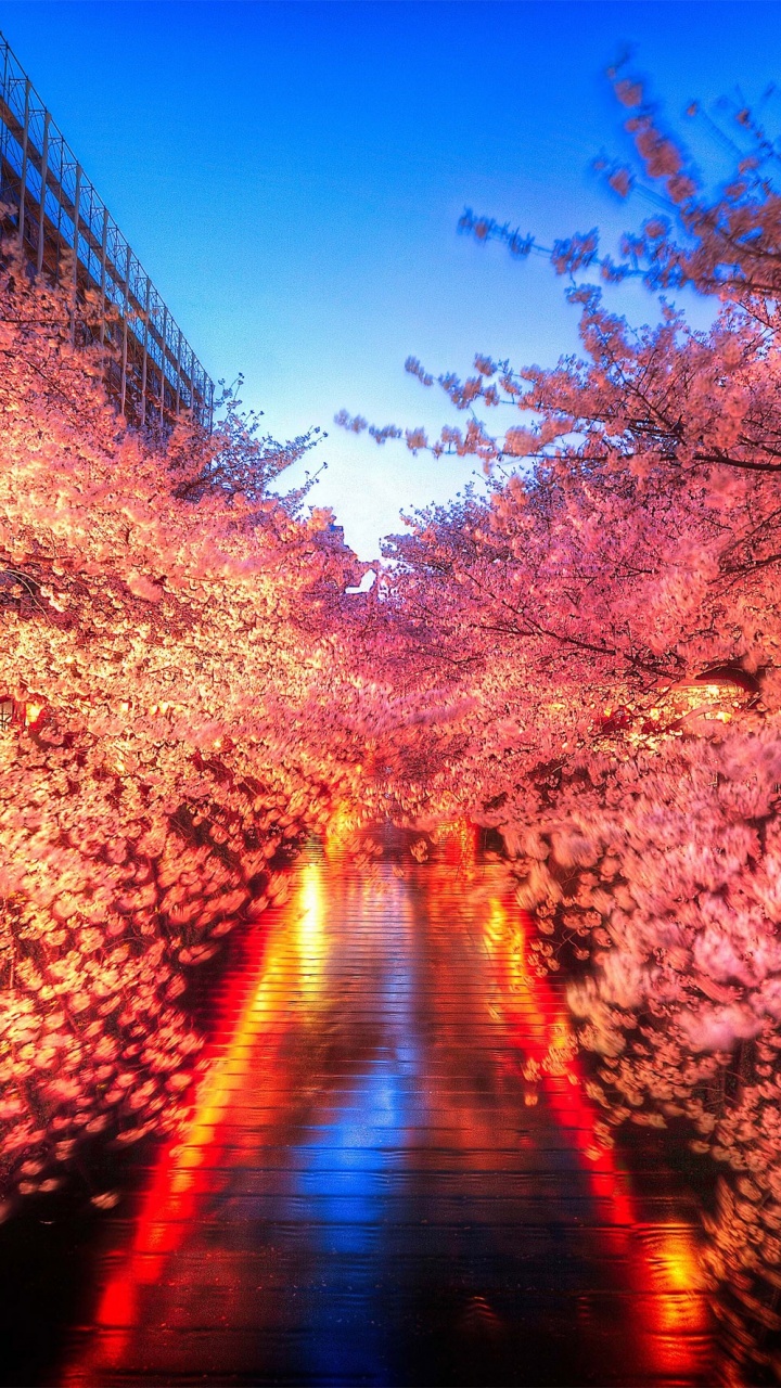 Обои цветение вишни, Ханами, природа, дерево, лист в разрешении 720x1280